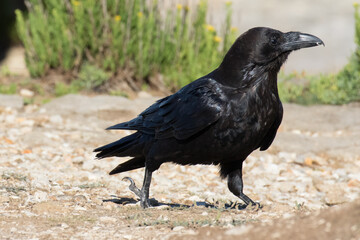 British Raven, the largest of the crow family.