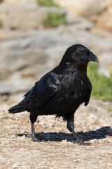 British Raven, the largest of the crow family.