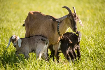 Fotobehang south african boer goat doeling portrait on nature © zanna_