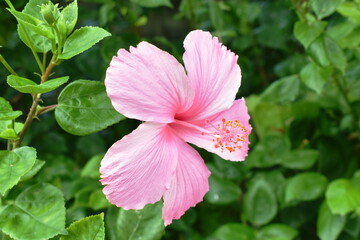 Hibiscus pink flower or Chinese rose blooming on branch in garden at sommer day