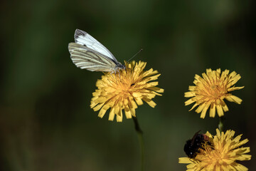 butterfly on flower, bergafjärden, sweden