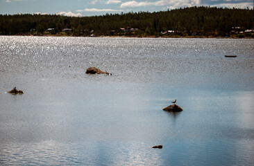 bird on the lake, bergafjärden, sweden