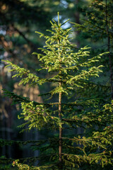 trees in the forest, bergafjärden, sweden