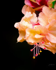 Fototapeta premium pink and white flower