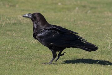 British Raven, the largest of the crow family.