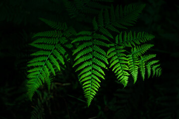 closeup nature farn green leafs background. Flat lay, dark nature concept, tropical leaf 