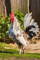 rooster goes to the hen house in the village