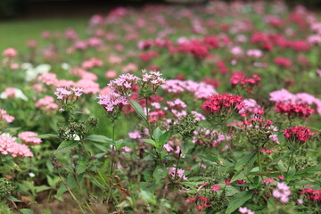 Flowers in Showakinen park ,japan,tokyo