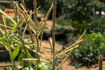 Fototapeta premium Inflorescence at corn plantation. Maize flower