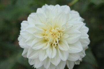 Flowers in Showakinen park ,japan,tokyo