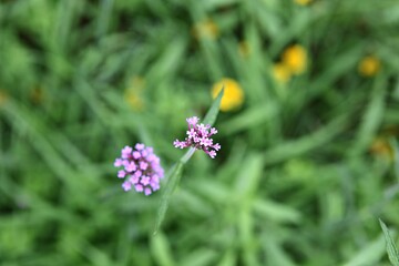 한국 경기도 시흥시 관곡지 입니다