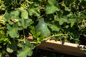 Big green pumpkin growing in the garden
