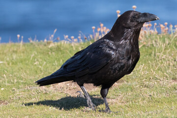 British Raven, the largest of the crow family.