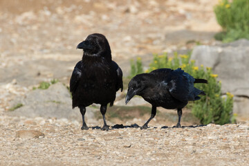 British Raven, the largest of the crow family.