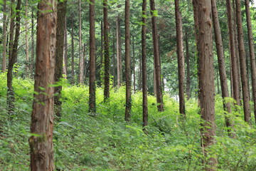 Obraz premium Various landscapes of Showakinen Park,japan,tokyo