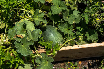 Big green pumpkin growing in the garden