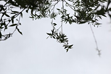 한국 경기도 시흥시 관곡지 입니다