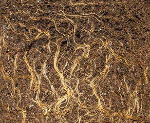 Earth from pots with the bare dried roots of seedlings texture background