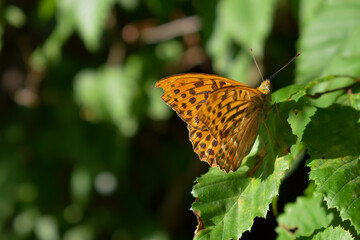butterfly on a leaf in the nature