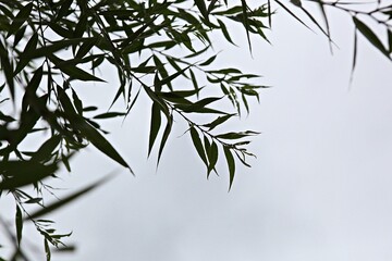 한국 경기도 시흥시 관곡지 입니다