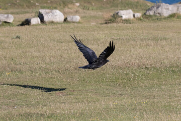 British Raven in flight near the ground.
