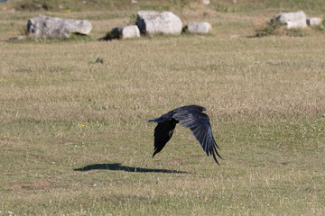 British Raven in flight near the ground.