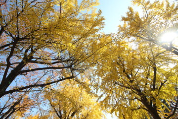 Beautiful yellow ginkgo biloba tree against blue sky, Osaka, Japan