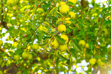 Apples in an apple tree cultivated in a garden in bright sunlight in summer during and after a rain shower, Almere, Flevoland, The Netherlands, August 8, 2020