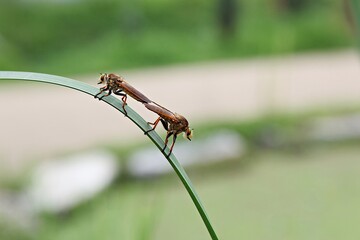 한국 경기도 시흥시 관곡지 입니다