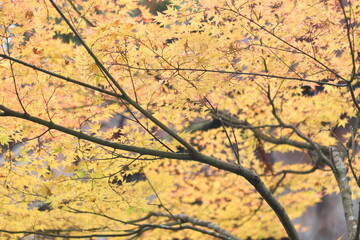 Beautiful maple trees in Autumn at Kyoto, Japan, Asia