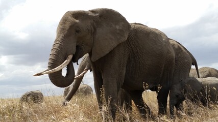 Elephant on Safari Tanzania