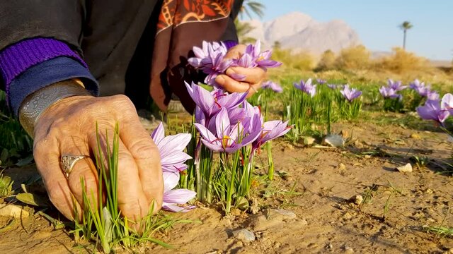 Persian Saffron growth in mountain foothills near desert in Iran picked by locals and processed in villages with palm gardens and rich cultures