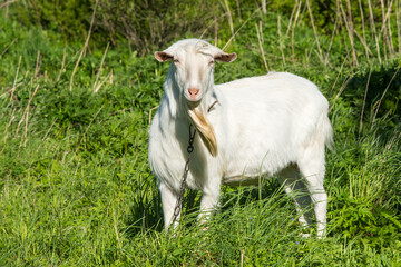 Obraz premium white goat portrait on the farm outdoor.