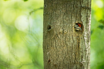 Dendrocopos major. Wild nature of the Czech Republic. Evening photography. Free nature. Beautiful picture. Photos of nature.