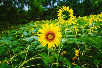 yellow flowers in the garden