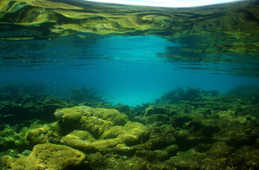 
coral reef, marine life caribbean sea of ​​venezuela