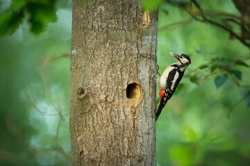 Dendrocopos major. Wild nature of the Czech Republic. Evening photography. Free nature. Beautiful picture. Photos of nature.