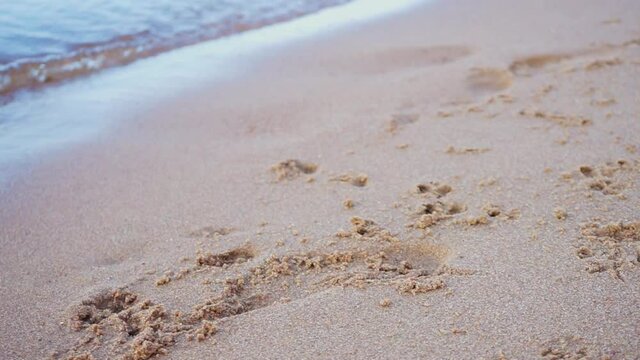 The footprints of a small dog and calm waves on the sandy beach. Summer walk along the Bay