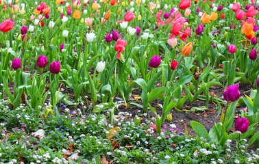 Botanischer Garten Wellington Neuseeland