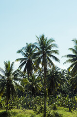 Obraz na płótnie Canvas Palm trees in a sunny day, beautiful tropical background.