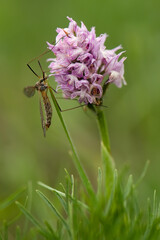 A big mosquito on a forest orchid in spring on a meadow