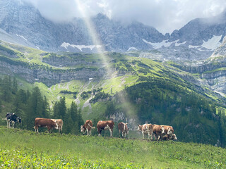 Idyllic landscape in the Alps with brown cows graze at fresh green meadows, snowcapped mountain tops in the background. Nationalpark Nationalpark Grosser Ahornboden Eng-Alm. Tyrol, Austria