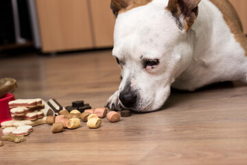 A sweet dog eats a treats