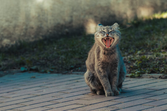 object shot of a yawning gray cat