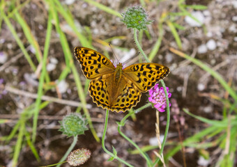 Rare silver washed fritillary on a purple flower