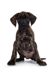 Cute dark brindle Great Dane dog puppy, sittingl facing front. Looking straight to camera. Isolated on white background.