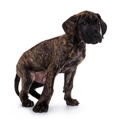Cute dark brindle Great Dane dog puppy, in movement of sitting down. Looking to the side. Isolated on white background.
