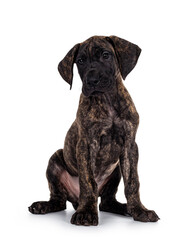 Cute dark brindle Great Dane dog puppy, sittingl facing front. Looking side ways. Isolated on white...