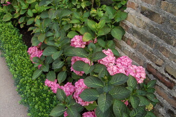 Rose Flowers in Eltville Germany Rhine