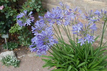 Blue Flowers in Eltville Germany Rhine
